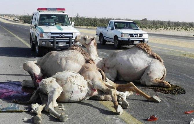 9fd8bc65-5cdb-4a64-9d52-132d30d6abfa