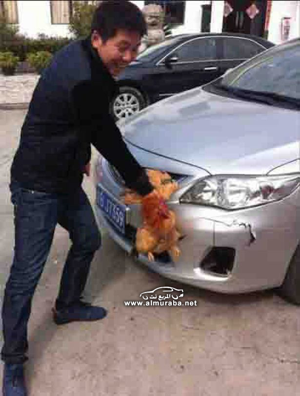 Chicken-survives-being-hit-at-70mph-but-breaks-car (1)