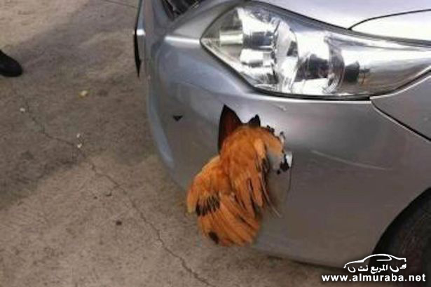 Chicken-survives-being-hit-at-70mph-but-breaks-car