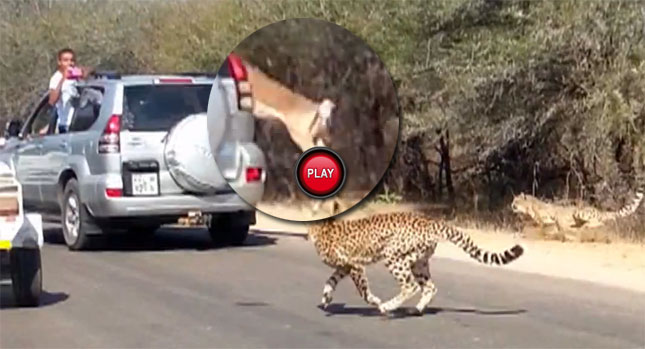 "فيديو" شاهد ظبي الإمبالا يدخل الى احدى السيارات العائلية هروباً من حيوان الفهد الصياد 6