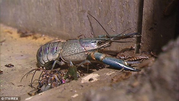 "بالصور" شاهد اشياء لم تكن تعرف انها مسموحة على متن الطائرات 3