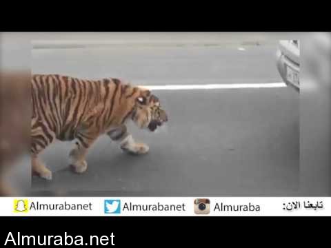“فيديو” شاهد نمور هاربة تتجول في شوارع مدينة الدوحة بقطر