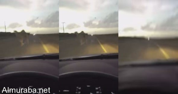 “فيديو” شاهد قائد مركبة متهور ينجو بأعجوبة من جمل سائب