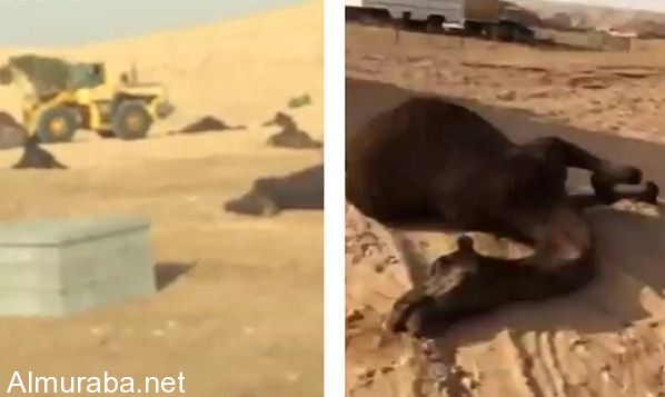 “فيديو” شاهد عامل ينتقم من كفيله بدهس نصف إبله بشيول