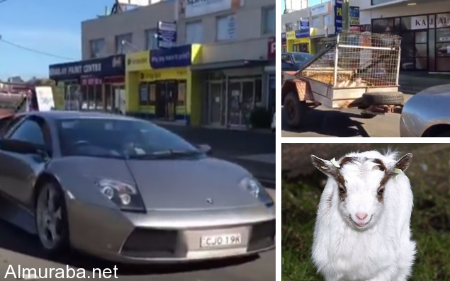“فيديو” شاهد صاحب سيارة لامبورجيني يحولها إلى ناقلة للمواشي