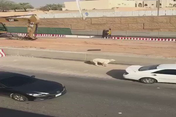 “فيديو” شاهد كيف كاد خروف عيد أن يتسبب في كارثة على طريق سريع بالرياض