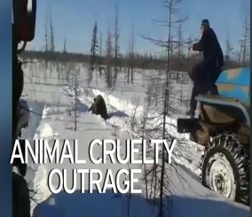 “فيديو” شاهد مجموعة من العمال وهم يطاردون دباً ليدهسوه تحت عجلات شاحنتهم