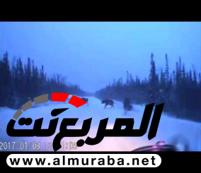 “فيديو” شاهد سائقا وهو ينجو من الإصطدام بقطيع من حيوانات الموظ في كندا