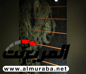 “فيديو” شاهد فهدا وهو يتجول على الطريق العام في السعودية