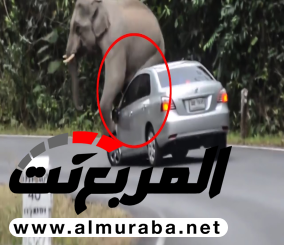 “فيديو” شاهد ماذا فعل هذا الفيل بهذه السيارة؟