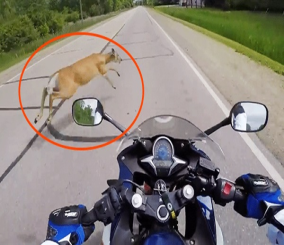 “فيديو” شاهد قائد دراجة نارية يصدم غزالة على الطريق بعد حصوله على رخصة القيادة مباشرة