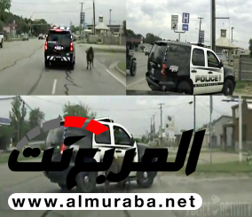 “فيديو” شاهد الشرطة الأمريكية تطارد بقرة لمدة ساعتين في شوارع ولاية تكساس