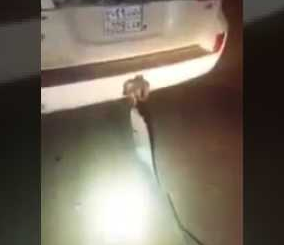 “فيديو” شاهد الإجراء السليم والآمن أثناء عملية سحب السيارة العالقة في الرمل