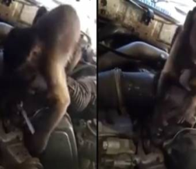 “فيديو” شاهد مقطع طريف لقرد يتحول إلى ميكانيكي