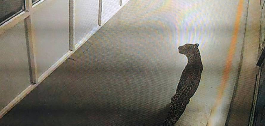 “فيديو” شاهد فهد طليق يتسبب في إغلاق مصنع سيارات ماروتي سوزوكي في الهند