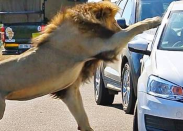 "بالفيديو" شاهد لحظة مهاجمة أسد لسيارة سياح 3