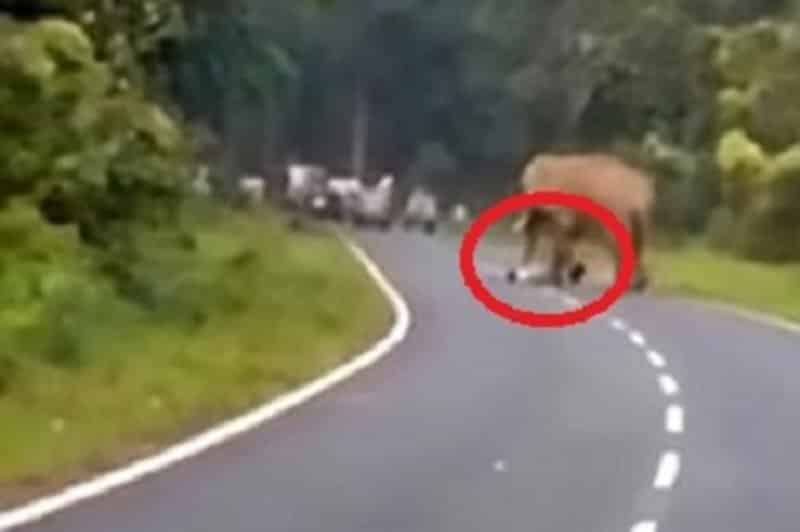 “بالفيديو” شاهد فيل ضخم يقتل رجلاً دهساً بعد نزوله من السيارة للاتقاط صورة له