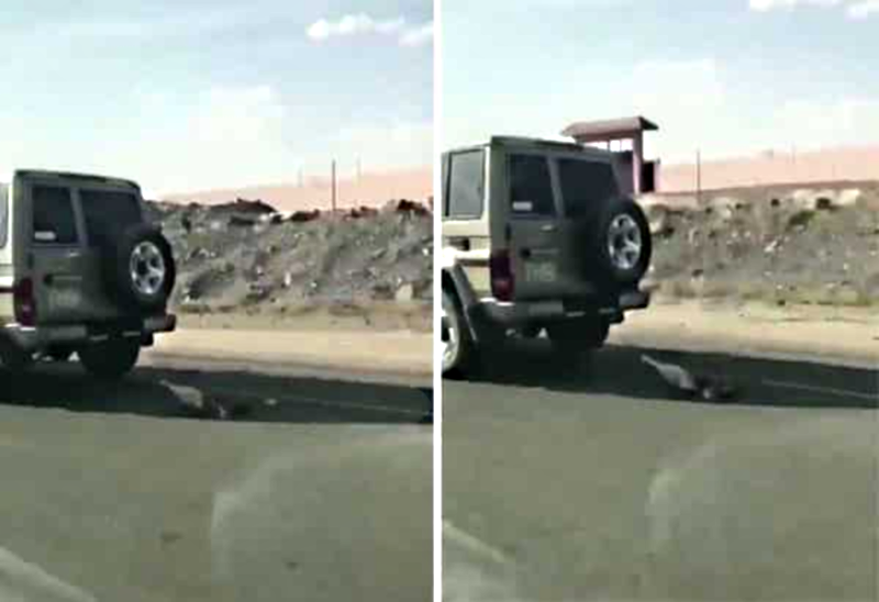 “بالفيديو” شاهد سائق سيارة يجر كلبًا على الإسفلت بسرعة عالية