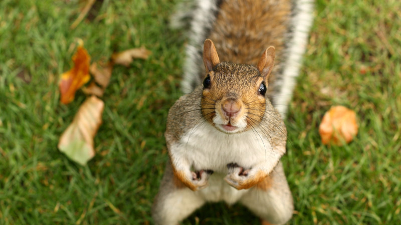 رجل يركن سيارته لأسابيع ويفاجئ بامتلائها بجوز السناجب عند عودته