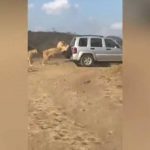 "بالفيديو" شاهد تصرف غريب لأسد يباغث ركاب سيارة 2