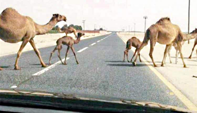 الوزراء يُلزم مُلَّاك الإبل بوضع شرائح إلكترونية لها لإبعادها عن الطرق السريعة
