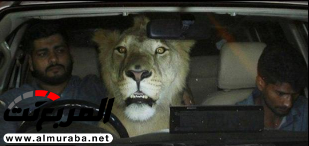 "بالصور" أسد يجوب الشوارع مع شابين في سيارة! 1
