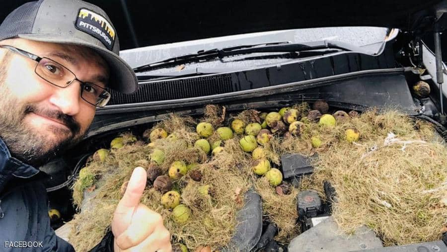 سناجب تترك هدية أسفل غطاء محرك سيارة كادت تتسبب بكارثة سناجب تترك هدية أسفل غطاء محرك سيارة كادت تتسبب بكارثة 1