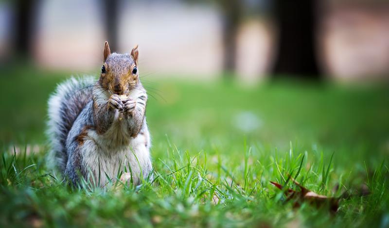 سناجب تترك هدية أسفل غطاء محرك سيارة كادت تتسبب بكارثة سناجب تترك هدية أسفل غطاء محرك سيارة كادت تتسبب بكارثة 3