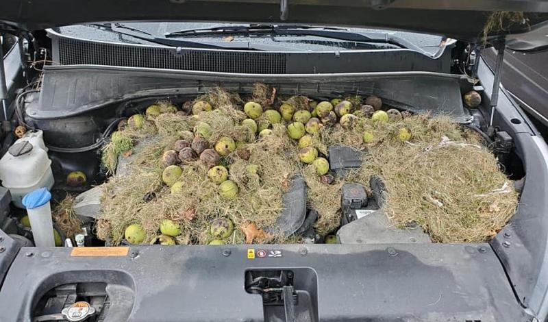 سناجب تترك هدية أسفل غطاء محرك سيارة كادت تتسبب بكارثة سناجب تترك هدية أسفل غطاء محرك سيارة كادت تتسبب بكارثة 2