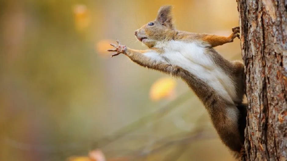 سناجب تترك هدية أسفل غطاء محرك سيارة كادت تتسبب بكارثة سناجب تترك هدية أسفل غطاء محرك سيارة كادت تتسبب بكارثة 5