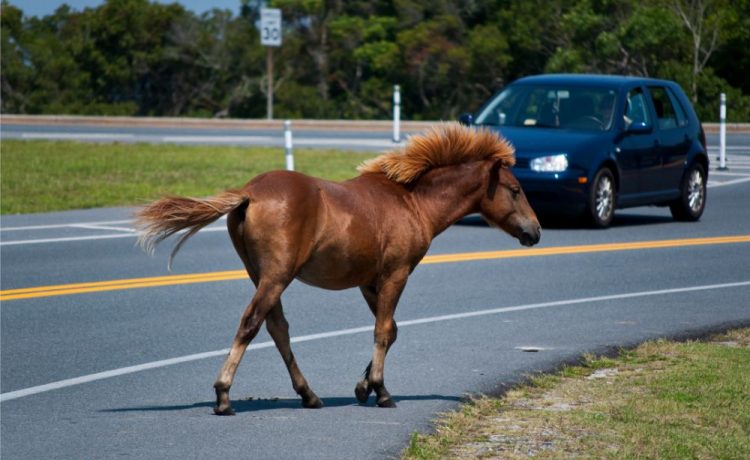 تعرف على أغرب قوانين قيادة السيارات في كندا
