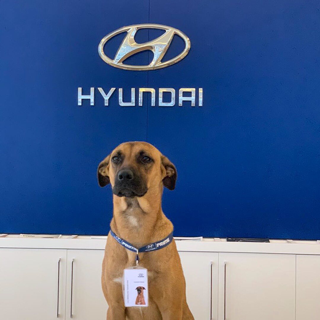 تعيين كلب موظفاً للمبيعات في وكالة هيونداي!