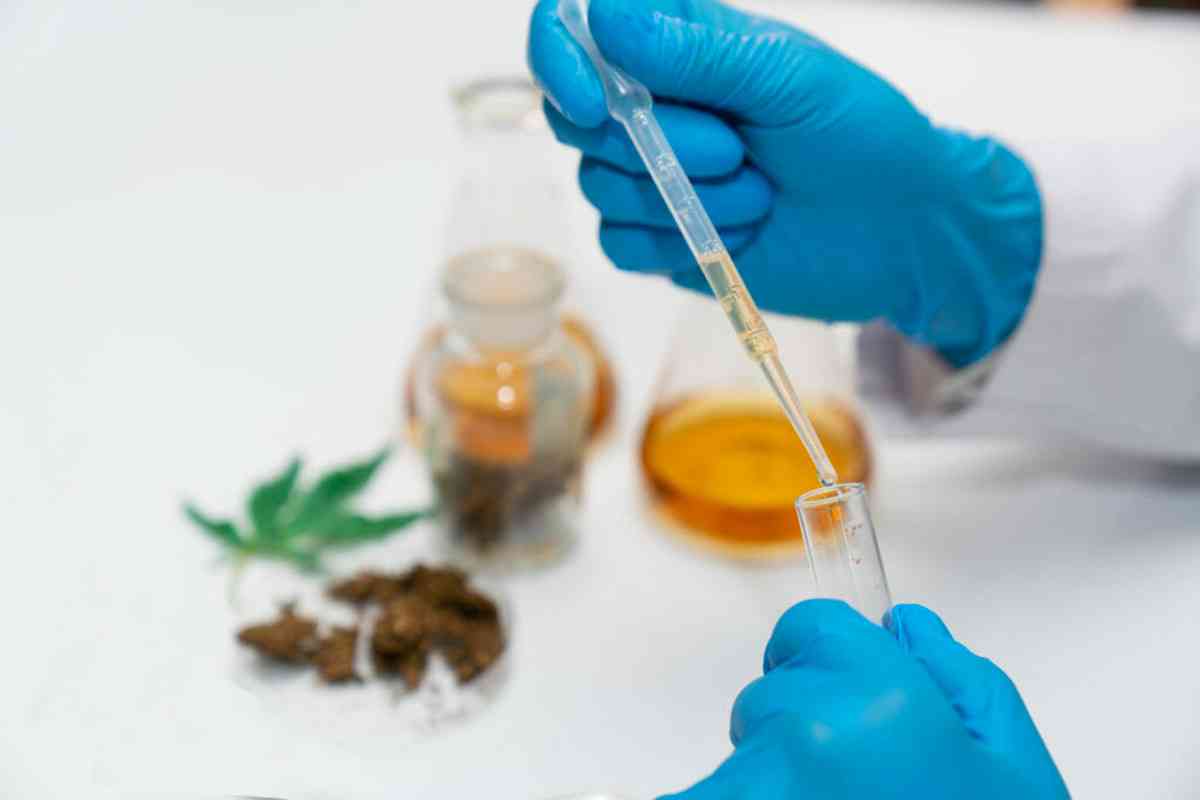 استخلاص وقود حيوي يصلح لتشغيل محركات السيارات من أشجار النيم استخلاص وقود حيوي يصلح لتشغيل محركات السيارات من أشجار النيم 2