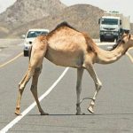 "أمن الطرق" عبور الحيوانات بغير الأماكن المخصصة لها مخالفة..وهذه غرامتها 1