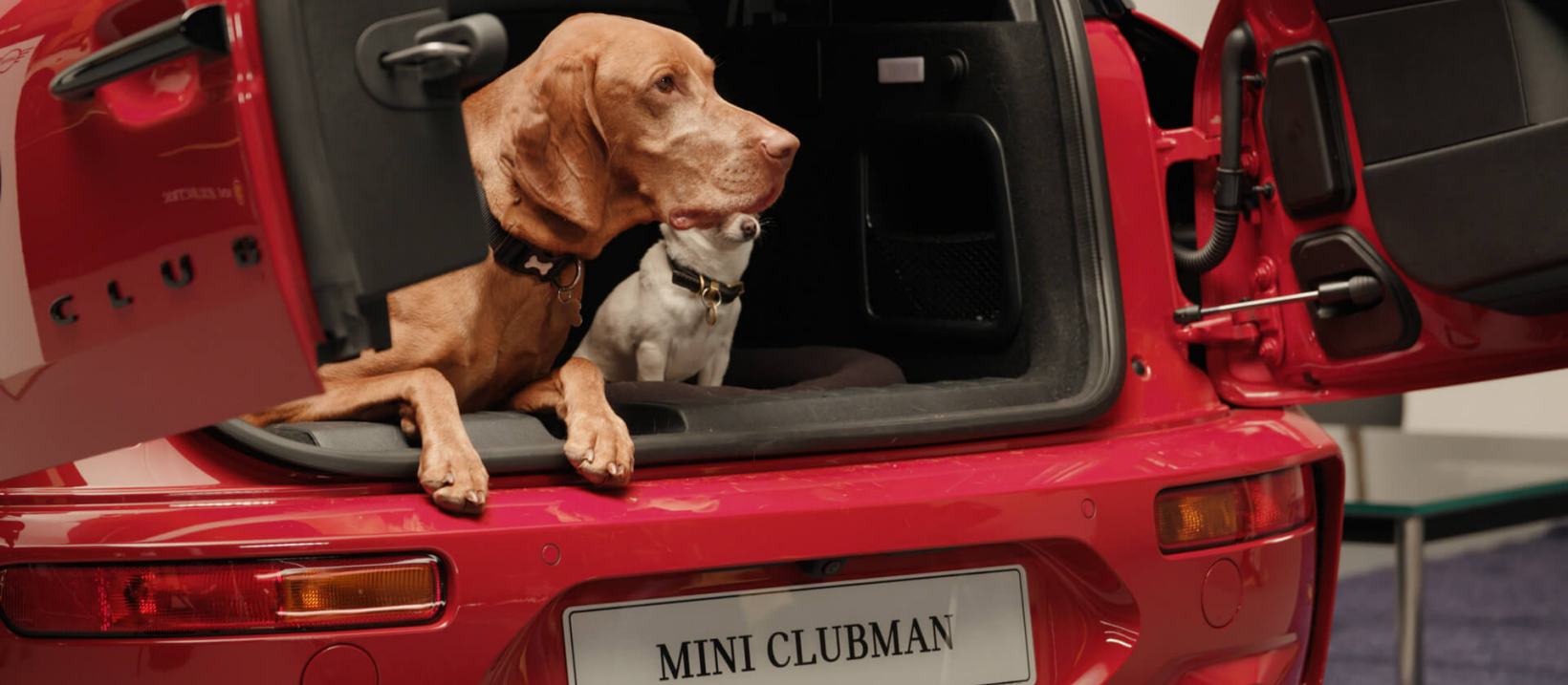 الحيوانات الأليفة تحب سيارات ميني لهذه الأسباب الحيوانات الأليفة تحب سيارات ميني لهذه الأسباب 1