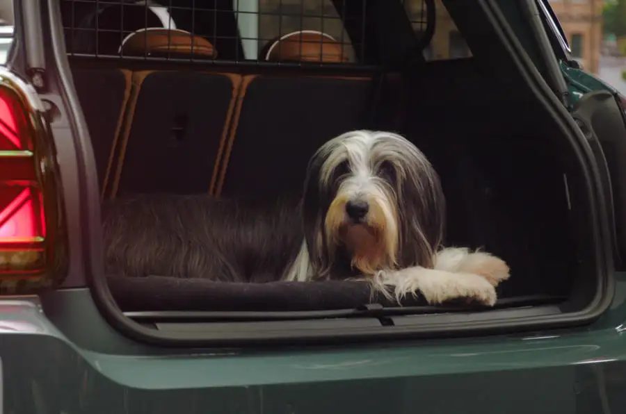 الحيوانات الأليفة تحب سيارات ميني لهذه الأسباب الحيوانات الأليفة تحب سيارات ميني لهذه الأسباب 4