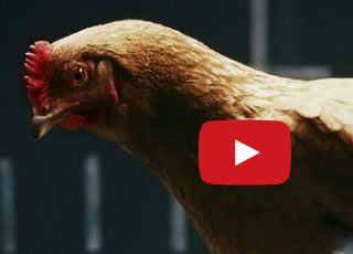 “فيديو” جاكوار تسخر من مرسيدس بإعلان جديد للنمر والدجاجة لتشعل حرب جديدة